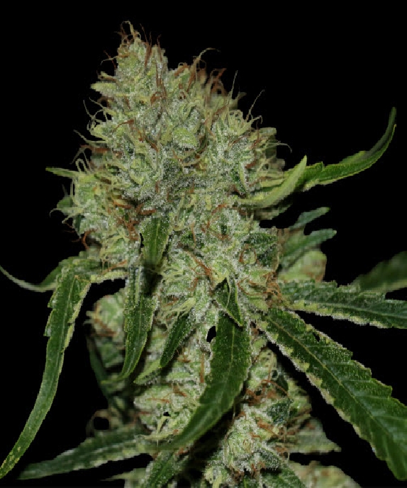 Tangilope Cannabis Seeds
