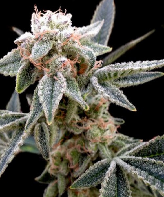 White Alien Cannabis Seeds