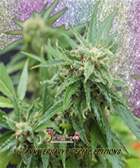 Blue Tease Auto Cannabis Seeds