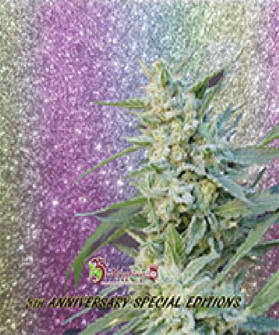 Blueberry Pot Tart Cannabis Seeds