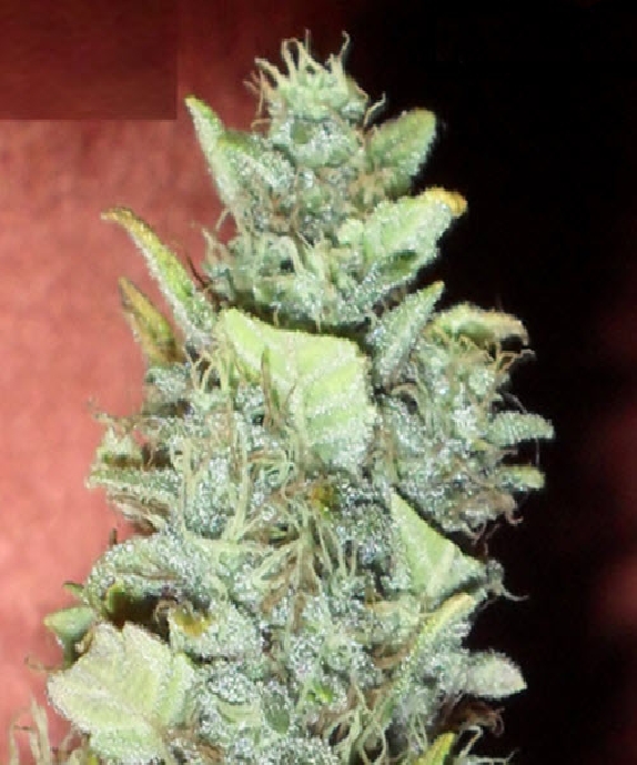 Bubba Gum Cannabis Seeds
