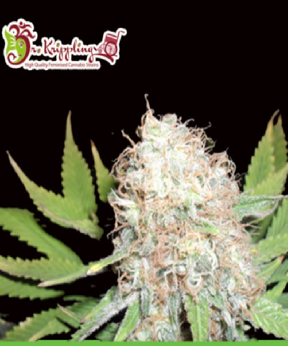 Bud Bud Bling Tingz Cannabis Seeds