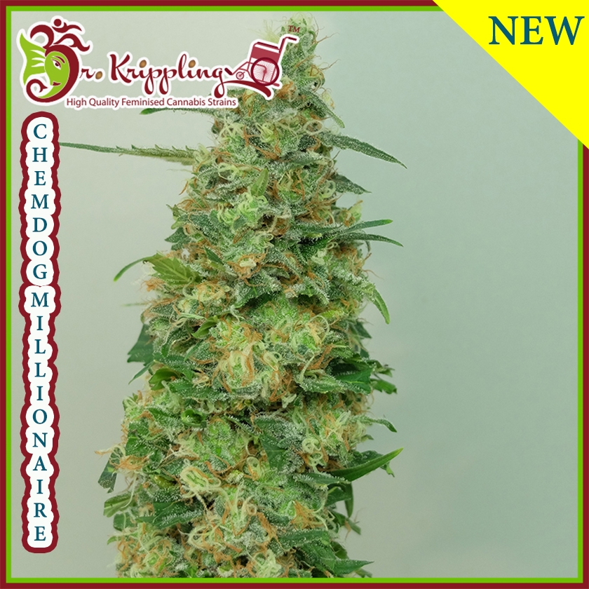 Chemdog Millionaire Cannabis Seeds