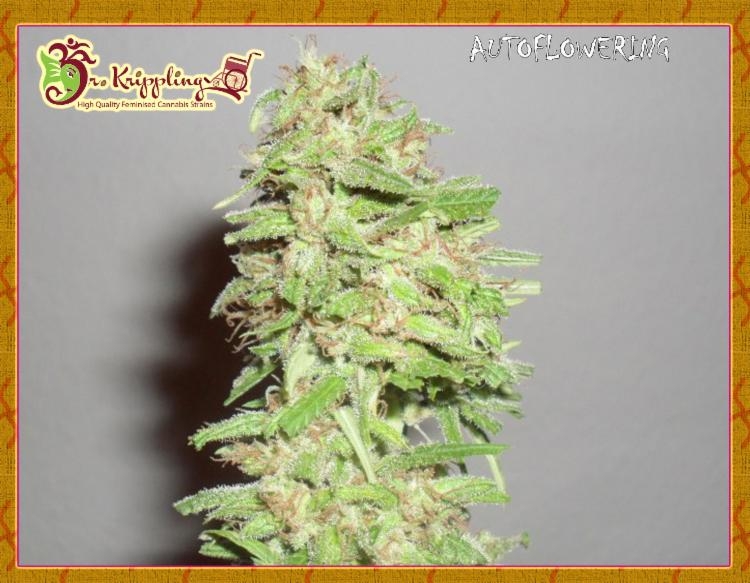 Dizzy Lights Cannabis Seeds