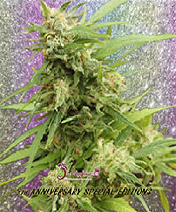 GHA Turbo Diesel Auto Cannabis Seeds