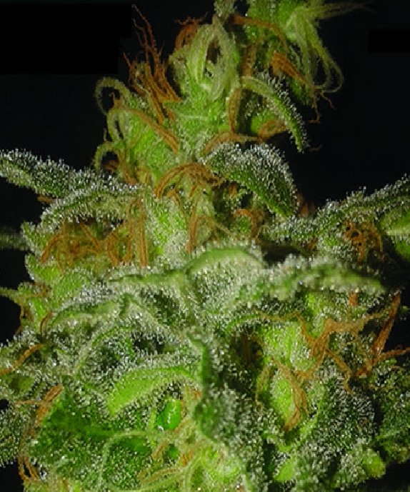 The Incredible Bulk Auto feminized seeds for sale: information and