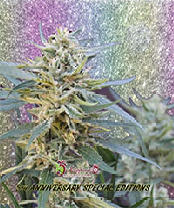 Jamnesia Haze Cannabis Seeds