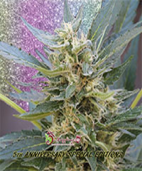 Jumping Jack Dash Auto Cannabis Seeds