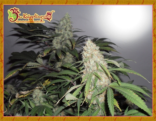 Kripple Roulette Cannabis Seeds