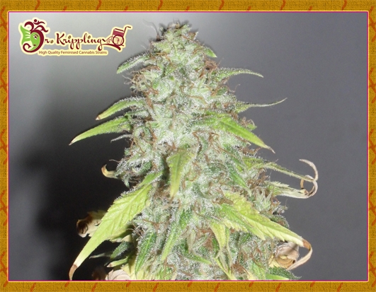 Kripple Shock Cannabis Seeds