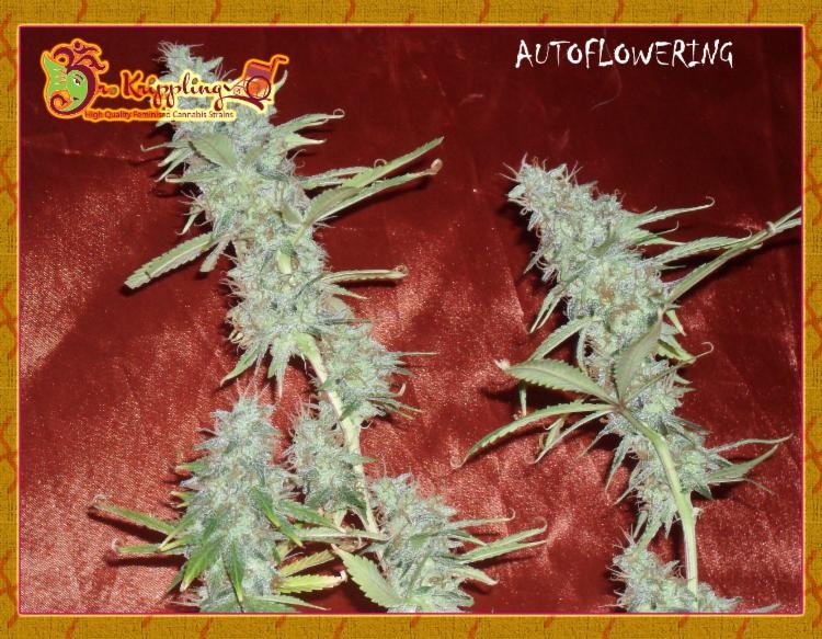 Krippleberry Auto Cannabis Seeds