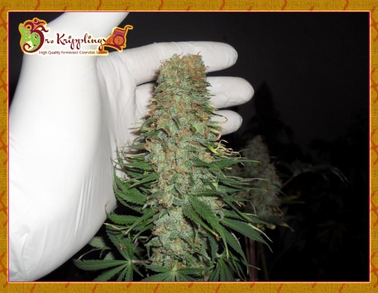 Mango Chutney Cannabis Seeds