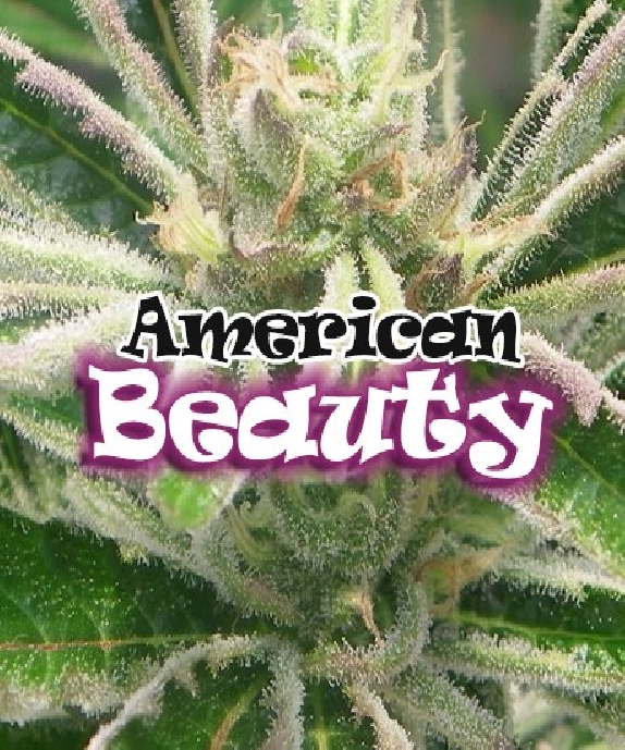 American Beauty Cannabis Seeds