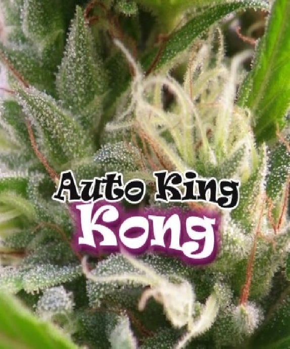 Auto King Kong Cannabis Seeds