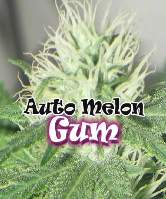 Auto Melon Gum Cannabis Seeds
