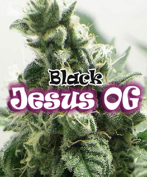 Black Jesus OG Cannabis Seeds