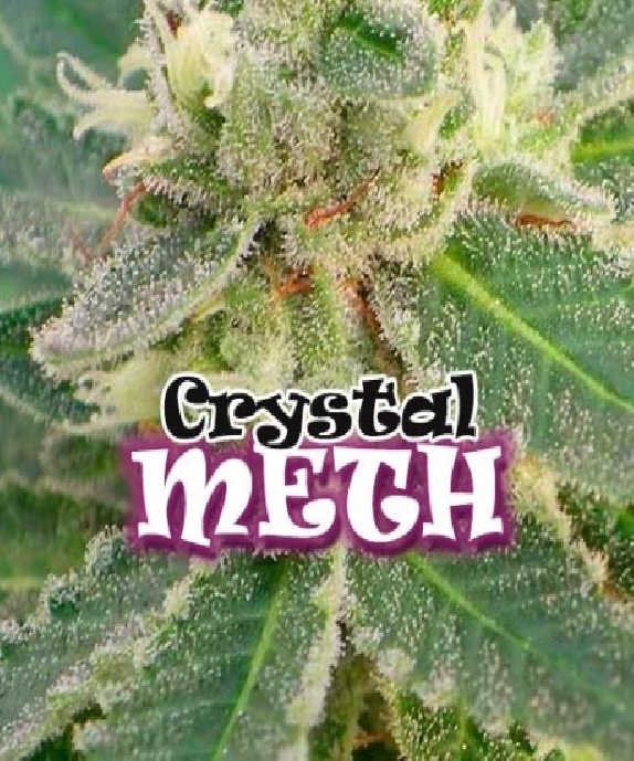 Crystal M.E.T.H. Cannabis Seeds