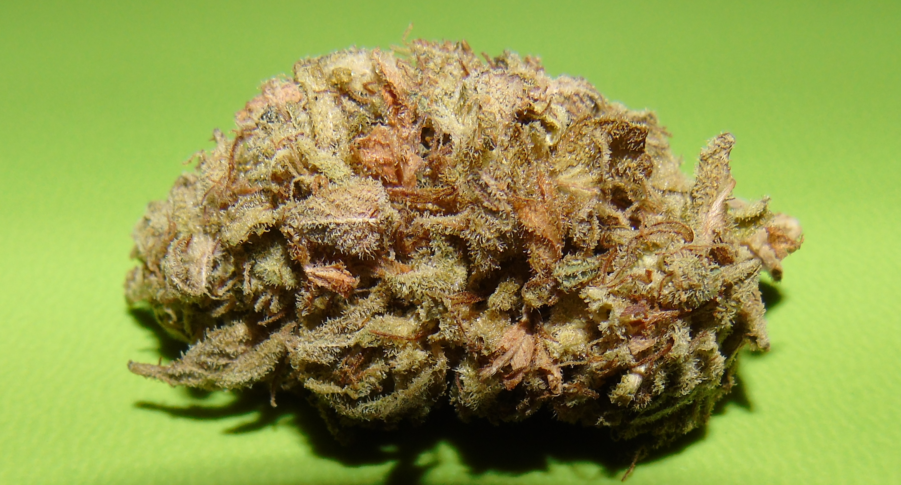 Dark Cookie Cannabis Seeds