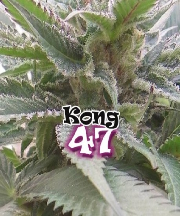 Kong 47 Cannabis Seeds