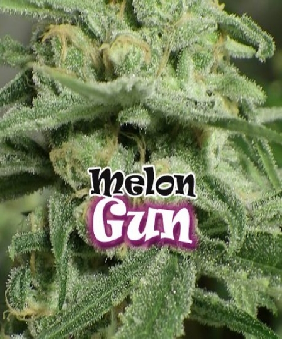 Melon Gum Cannabis Seeds