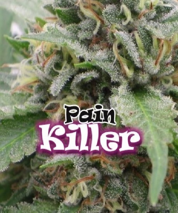 Painkiller Cannabis Seeds