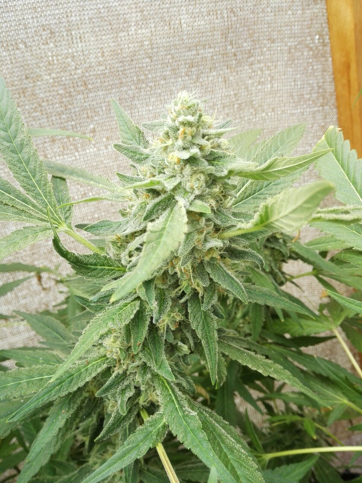 Sweet-O Cannabis Seeds