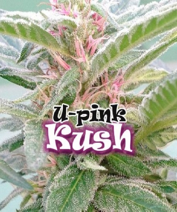 U Pink Kush Cannabis Seeds