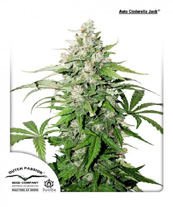 Auto Cinderella Jack Cannabis Seeds