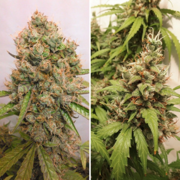 Auto Critical Orange Punch Cannabis Seeds