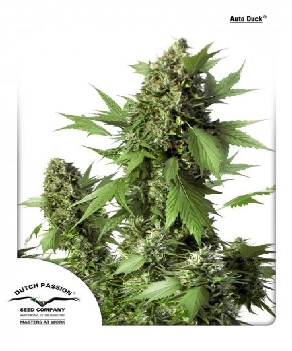 Auto Duck Cannabis Seeds