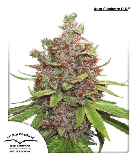 Auto Glueberry OG Cannabis Seeds