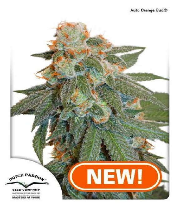 Auto Orange Bud Cannabis Seeds