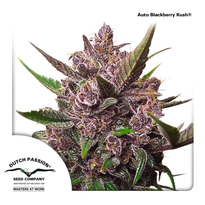 Auto Blackberry Kush Cannabis Seeds