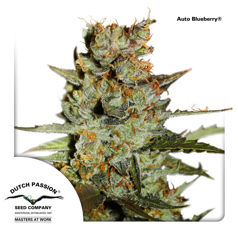 Auto Blueberry Cannabis Seeds