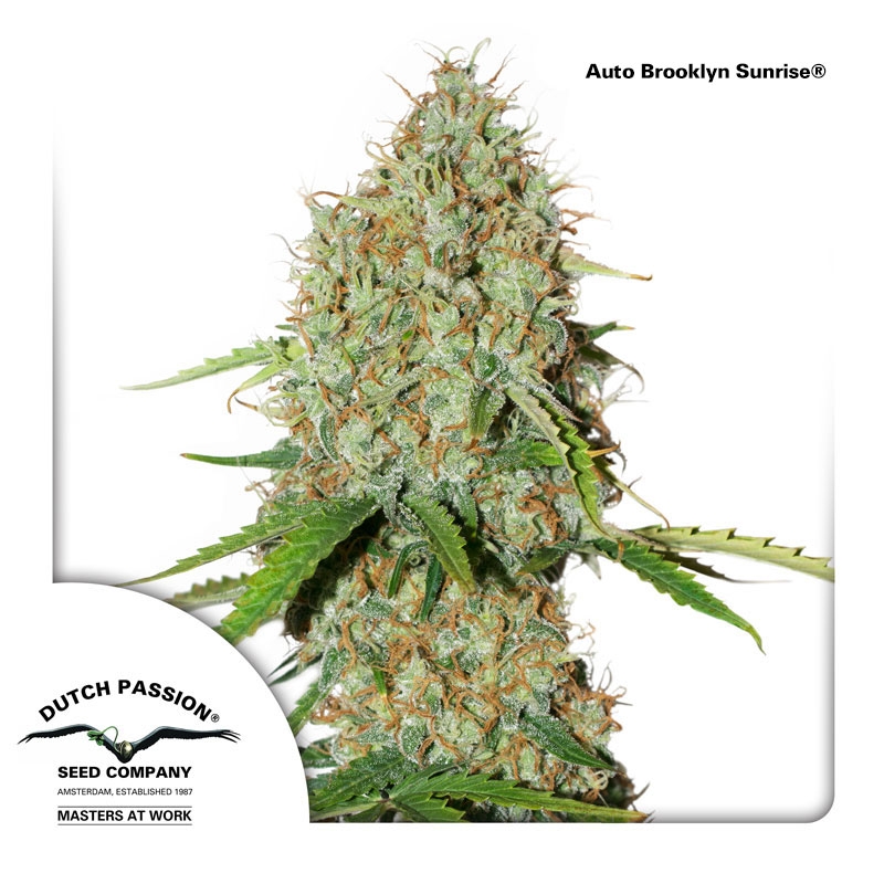 Auto Brooklyn Sunrise Cannabis Seeds