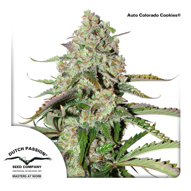 Auto Colorado Cookies Cannabis Seeds