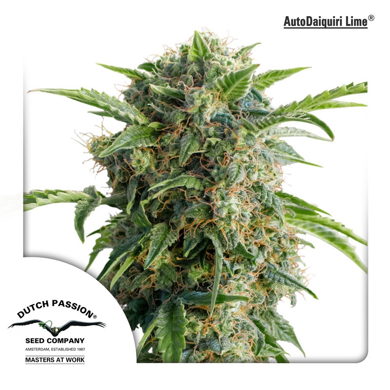 Auto Daiquiri Lime  Cannabis Seeds