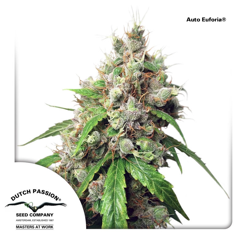 Auto Euforia Cannabis Seeds