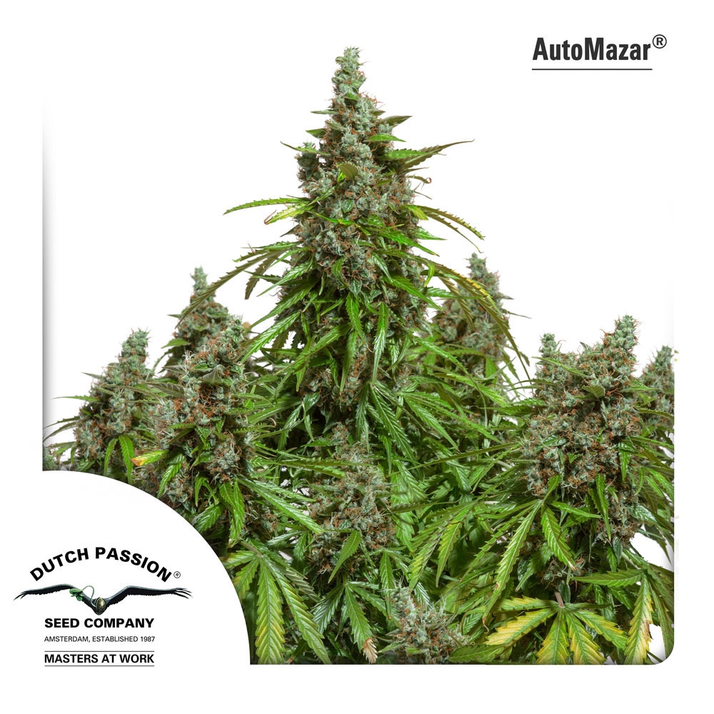 Auto Mazar Cannabis Seeds