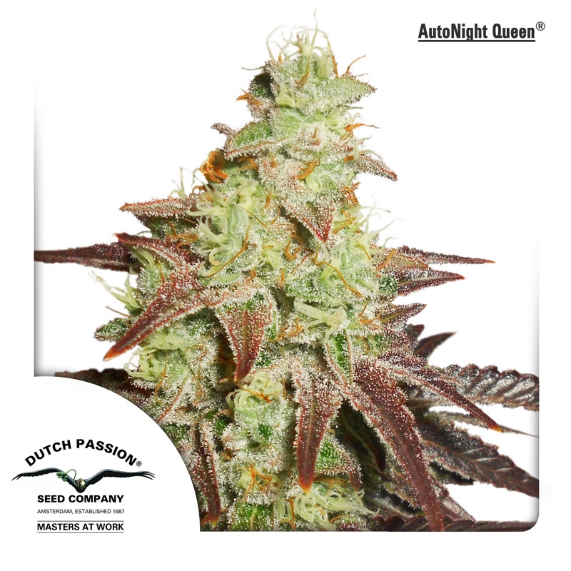 Auto Night Queen Cannabis Seeds