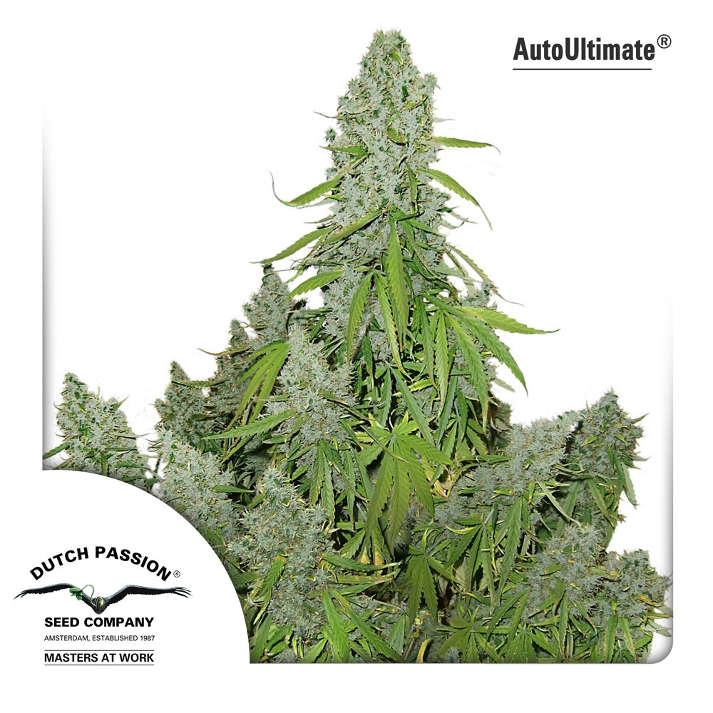 Auto Ultimate Cannabis Seeds