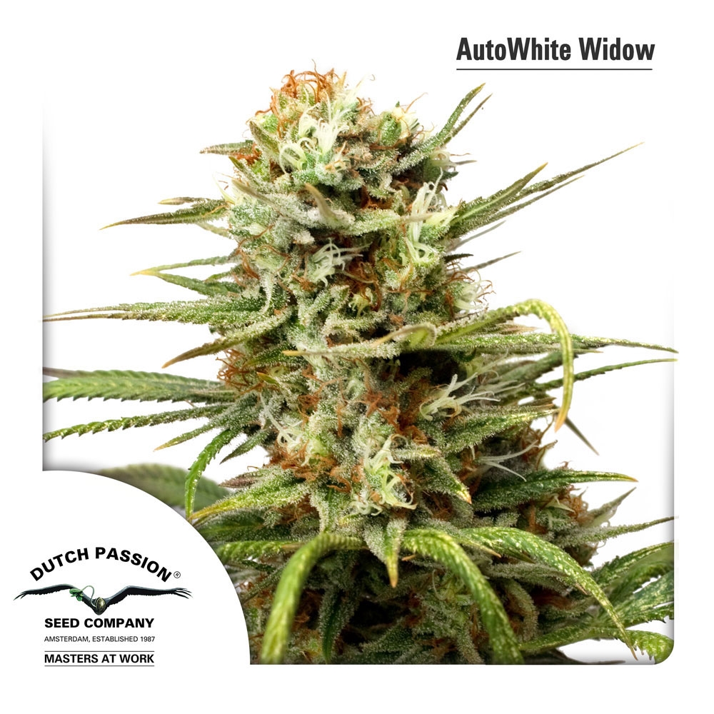 Auto White Widow Cannabis Seeds