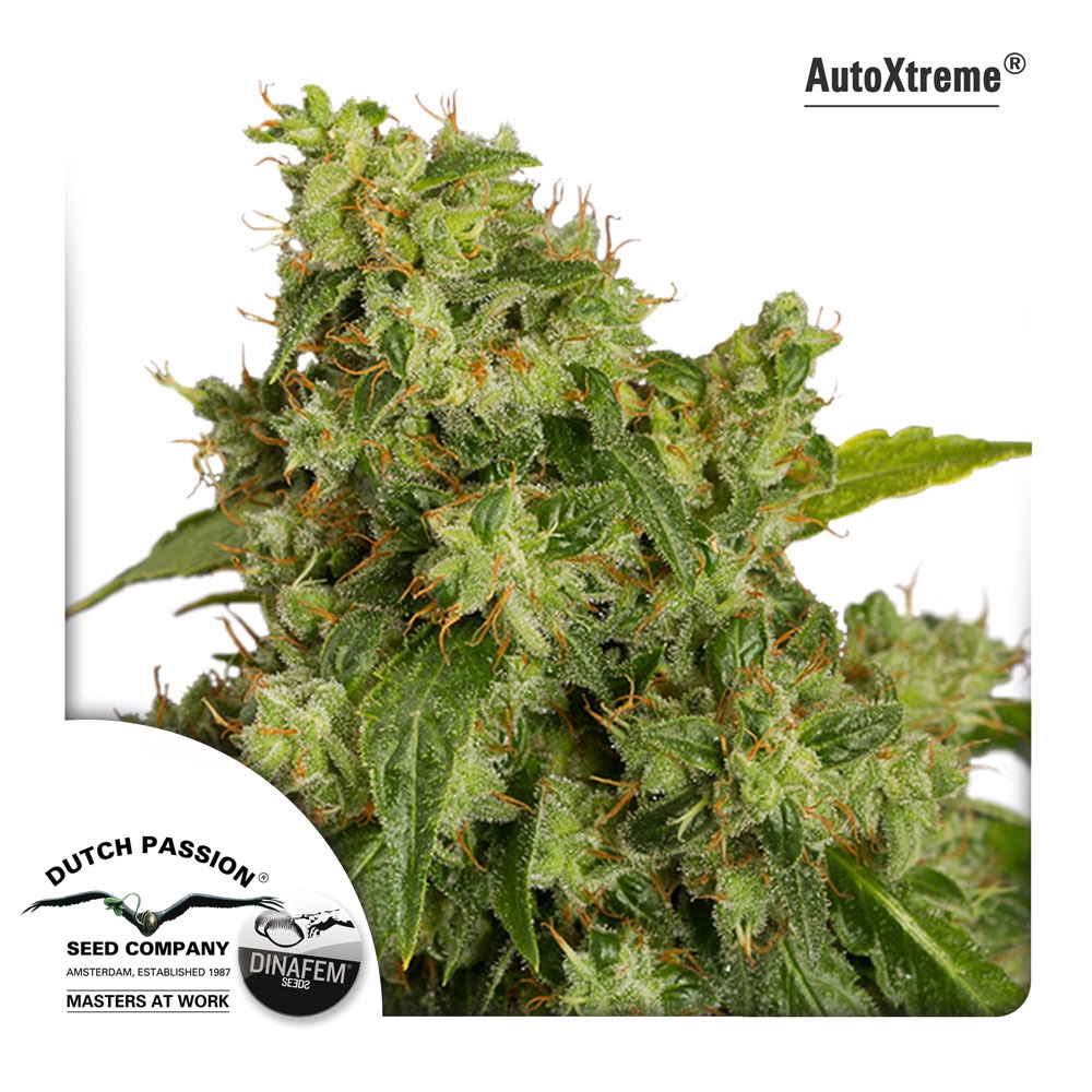 Auto Xtreme Cannabis Seeds