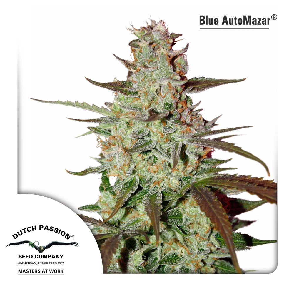 Blue Auto Mazar Cannabis Seeds