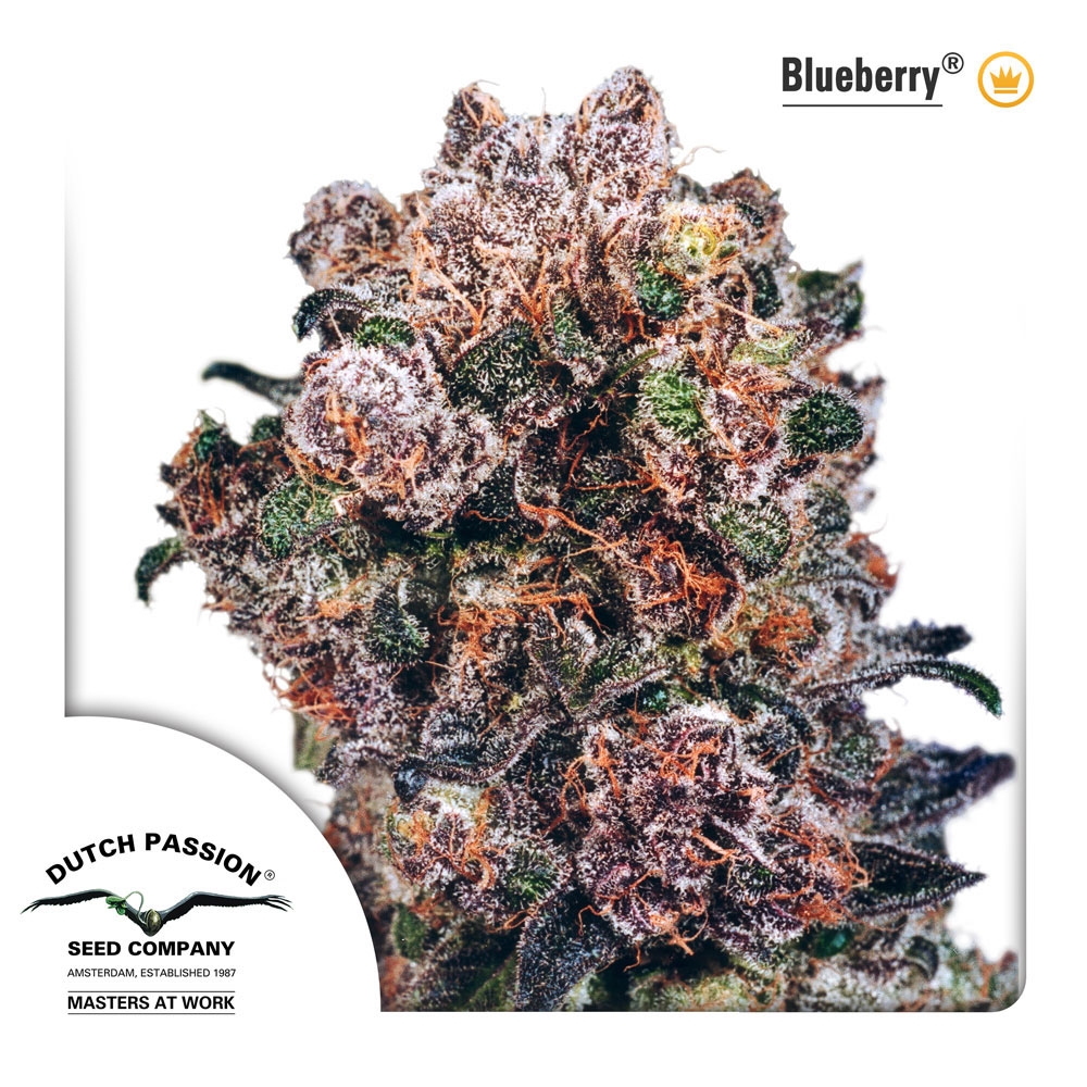 Blueberry Cannabis Seeds