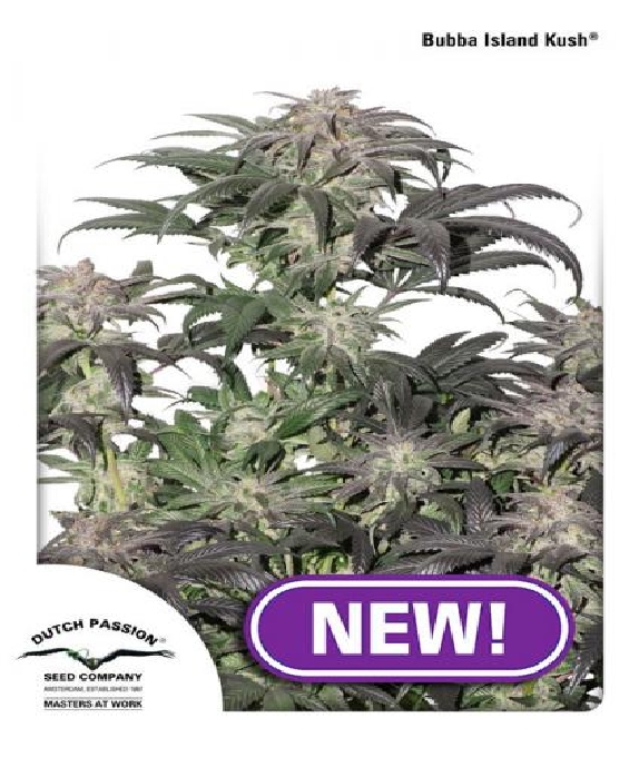 Bubba Island Kush  Cannabis Seeds