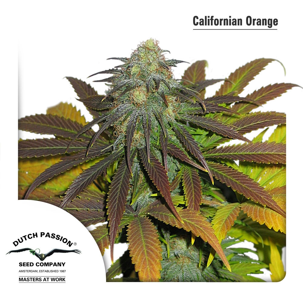 California Orange feminised Cannabis Seeds