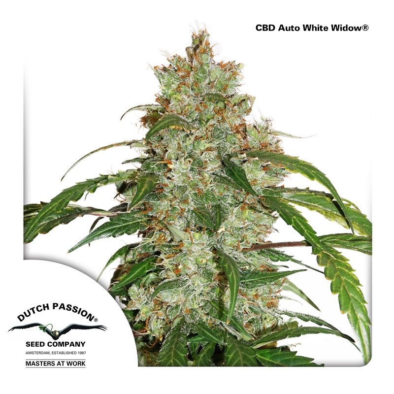 CBD Auto White Widow Cannabis Seeds