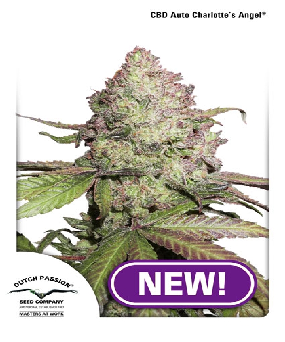 CBD Charlotte's Angel Auto Cannabis Seeds