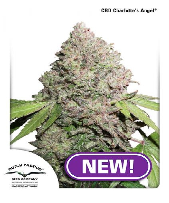 CBD Charlottes Angel Cannabis Seeds